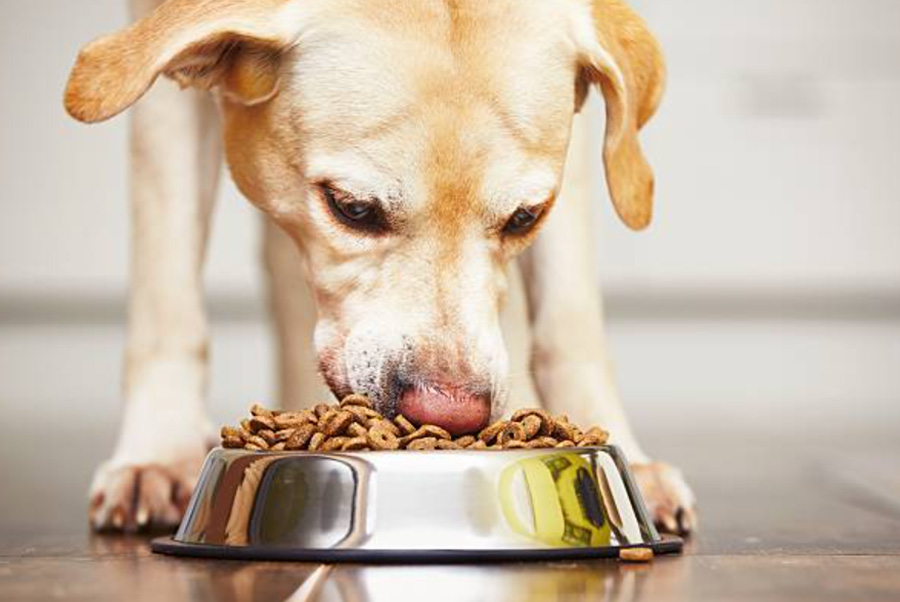 корм для собак